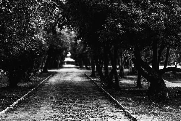 istock Ancient Trees of Palermo 491409592