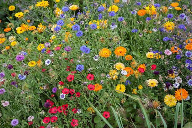 istock Cottage flower border, England 491409736