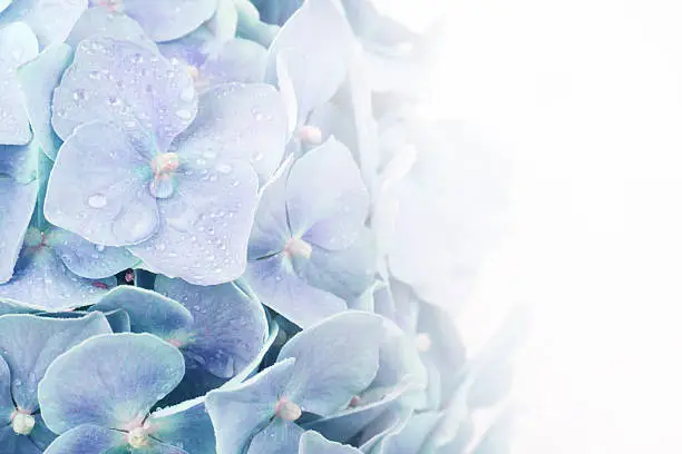 Photo of Beautiful hydrangea.