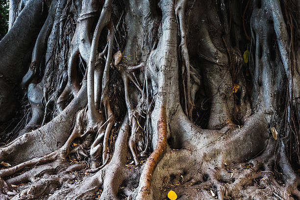 istock Ancient Trees of Palermo 491412248