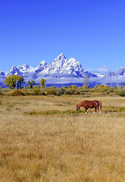 馬とグランドティトン、テトン範囲、ワイオミング州、アメリカ） - western usa mountain peak landscape farm ストックフォトと画像