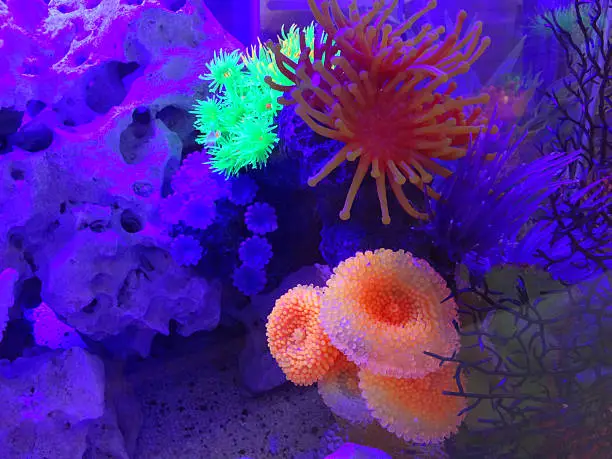 Photo showing some plastic and rubber neon coral / anemones that are glowing under a UV light within a landscaped marine fish tank aquarium.
