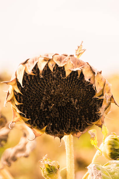 istock Sunflowers on the Prairies 491412906