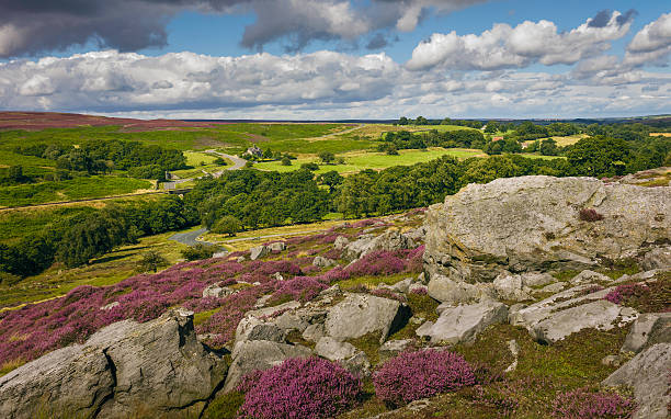 heather in bloom over the moors, yorkshire, uk. - north yorkshire stok fotoğraflar ve resimler