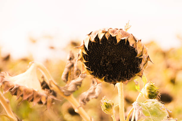 istock Sunflowers on the Prairies 491424296