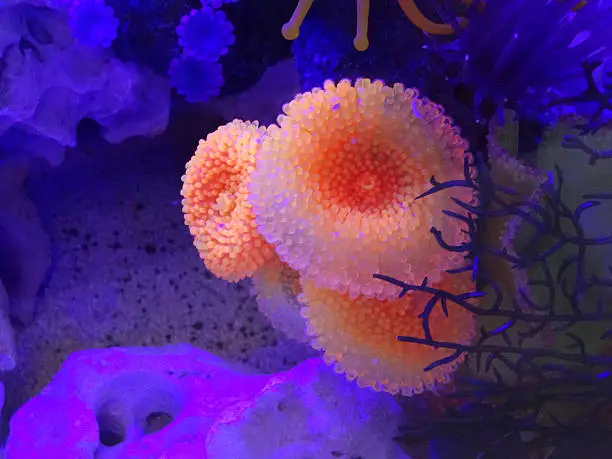Photo showing a marine fish tank aquarium that features some plastic neon coral / anemones, which are glowing beneath a fluorescent UV light tube.
