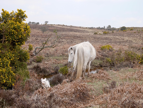 wild white horse watches dog running new forest heathland