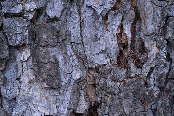 vieux texture d'écorce d'arbre en bois - lumber industry timber tree redwood photos et images de collection