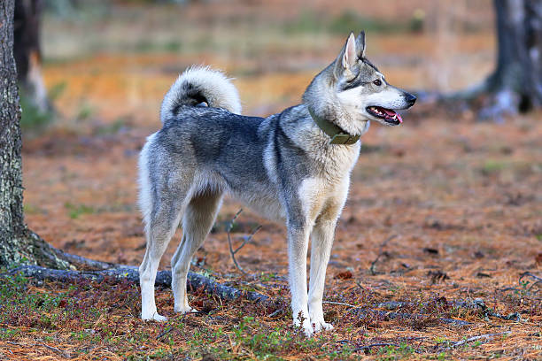 istock Hunting laika in the Siberian taiga 491426940