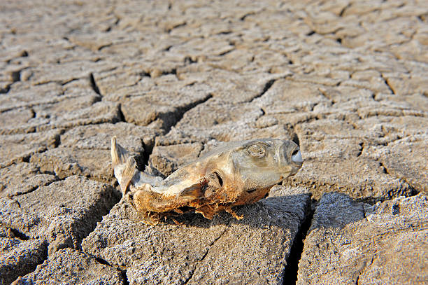 istock In dry dead fish on the ground 491427042