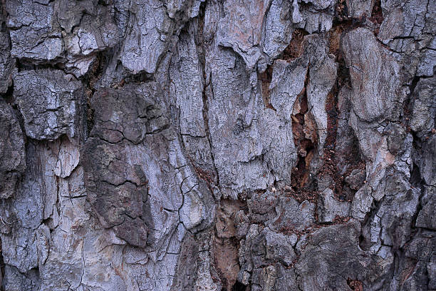 vieux texture d'écorce d'arbre en bois - lumber industry timber tree redwood photos et images de collection