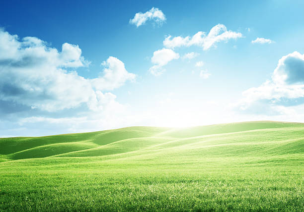 istock perfect field of spring grass 491427876