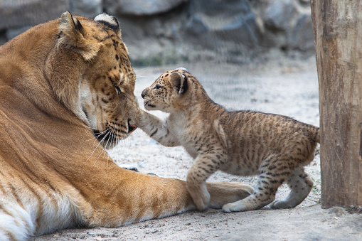 Female Amur Tiger hold and protect her little cub