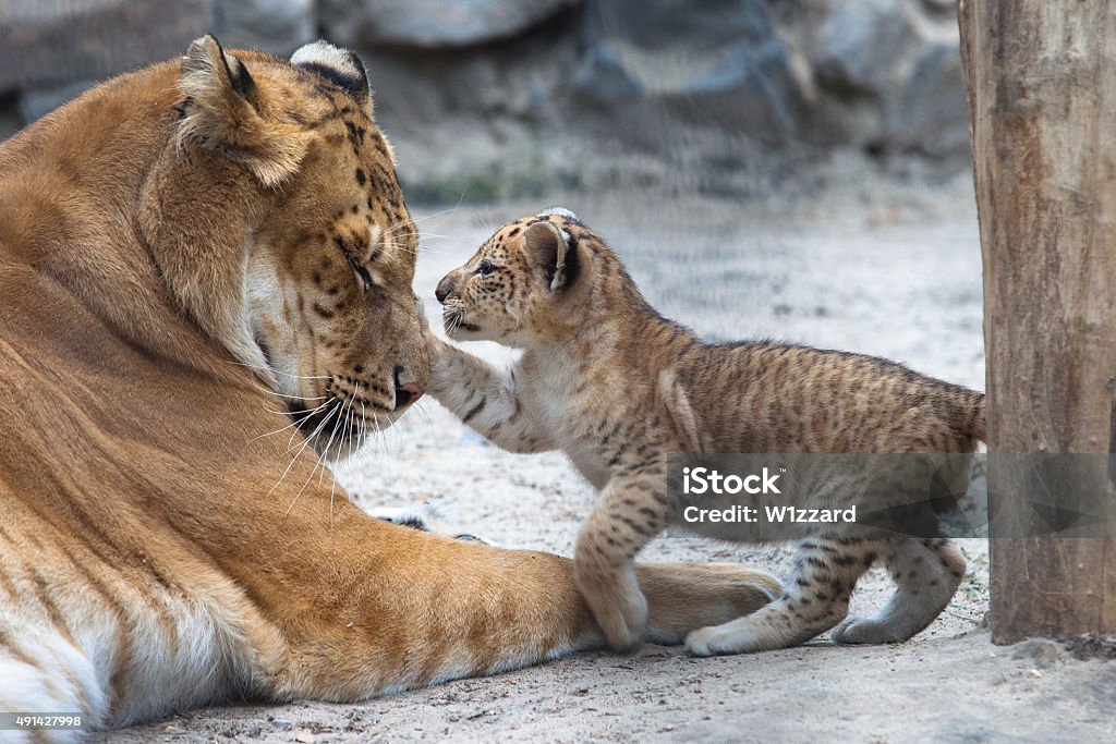 liger Small liger cub playing with his mother Lion - Feline Stock Photo