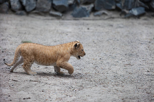 liger small liger cub walking liger stock pictures, royalty-free photos & images