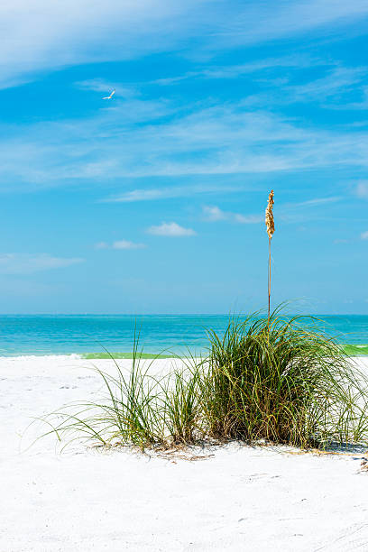 istock white beach on Anna Maria Island 491430018