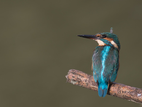 Common Eurasian kingfisher looking up with room for text