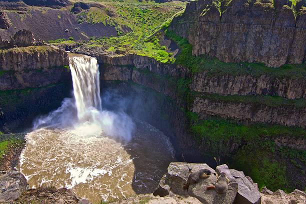 istock Palouse Waterfalls with Yellow Bellied Marmots 491445575