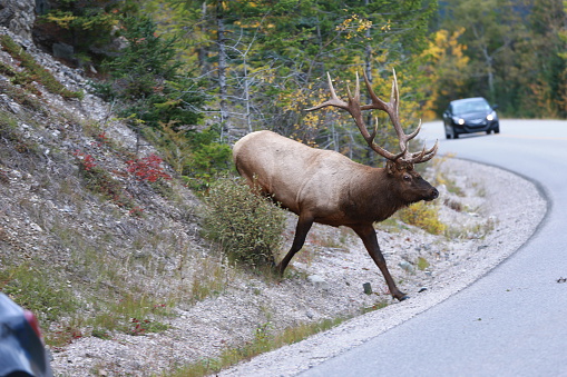 Bull Elk down the hill  near Jasper, Alberta, Canada
