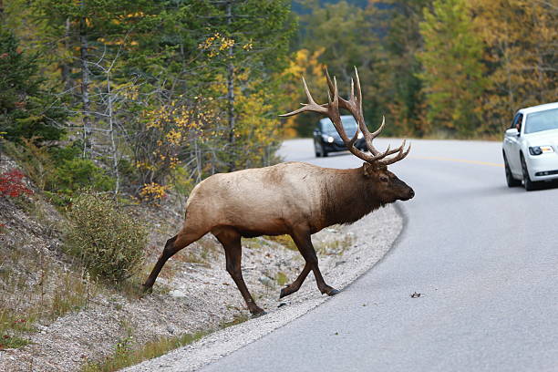 touro alces passar à auto-estrada, perto de jasper, alberta, canadá - bugle imagens e fotografias de stock