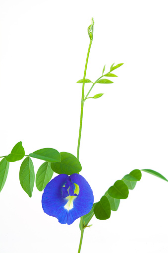 Butterfly pea or Anchan flowers(Clitoria ternatea L.) on white background.