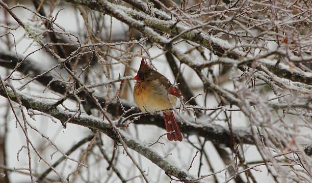 istock Female Red Cardinal on Snowy Branch 491446121