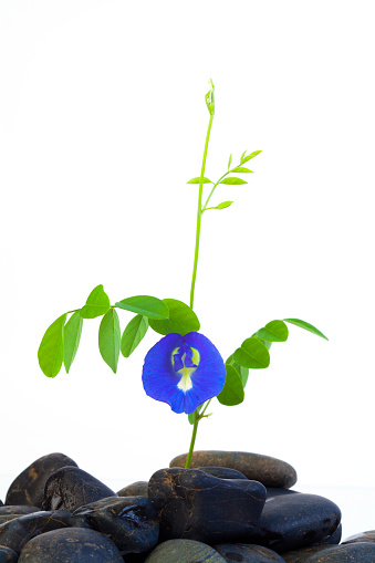 Butterfly pea or Anchan flowers(Clitoria ternatea L.) on white background.
