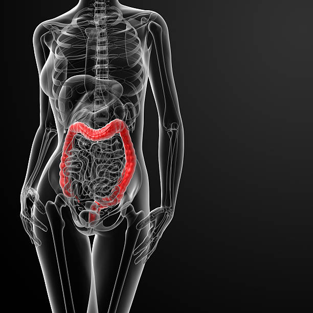 3 d rendering dell'anatomia femminile-intestino crasso - pipe organ foto e immagini stock