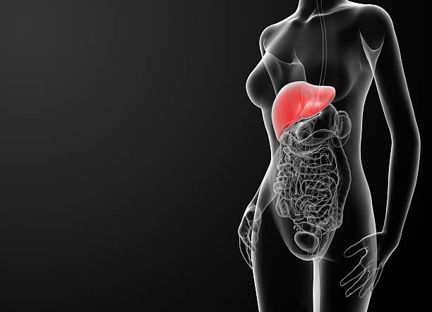 Aus 3 d illustration der weibliche liver – Foto
