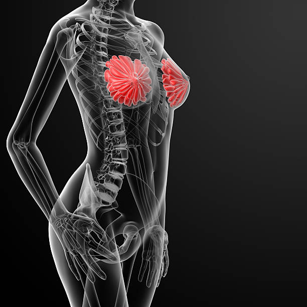 3 d renderowania żeńskiej anatomii piersi rtg - gland lobule zdjęcia i obrazy z banku zdjęć