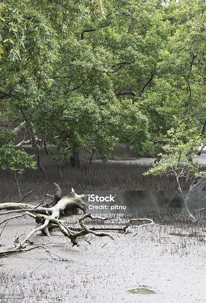 Mangrove forests in Thailand. Andaman Sea Stock Photo