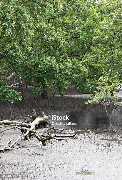 Mangrove Forests In Thailand Stock Photo - Download Image Now - Andaman Sea, Archipelago, Asia