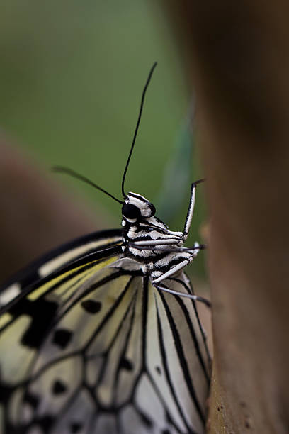 Tree Nymph Butterfly stock photo