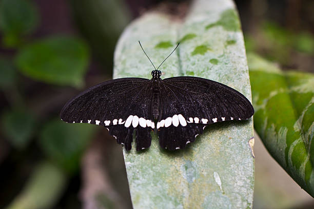 Large mormon Butterfly stock photo