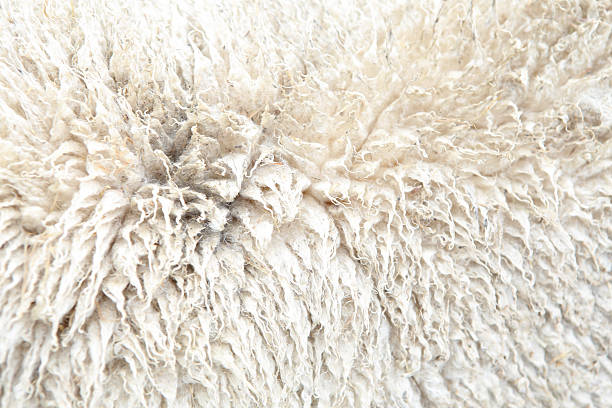 Sheep wool stock photo