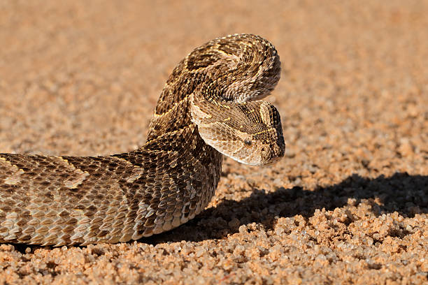 Defensive puff adder Portrait of a puff adder (Bitis arietans) in defensive position, southern Africa puff adder bitis arietans stock pictures, royalty-free photos & images