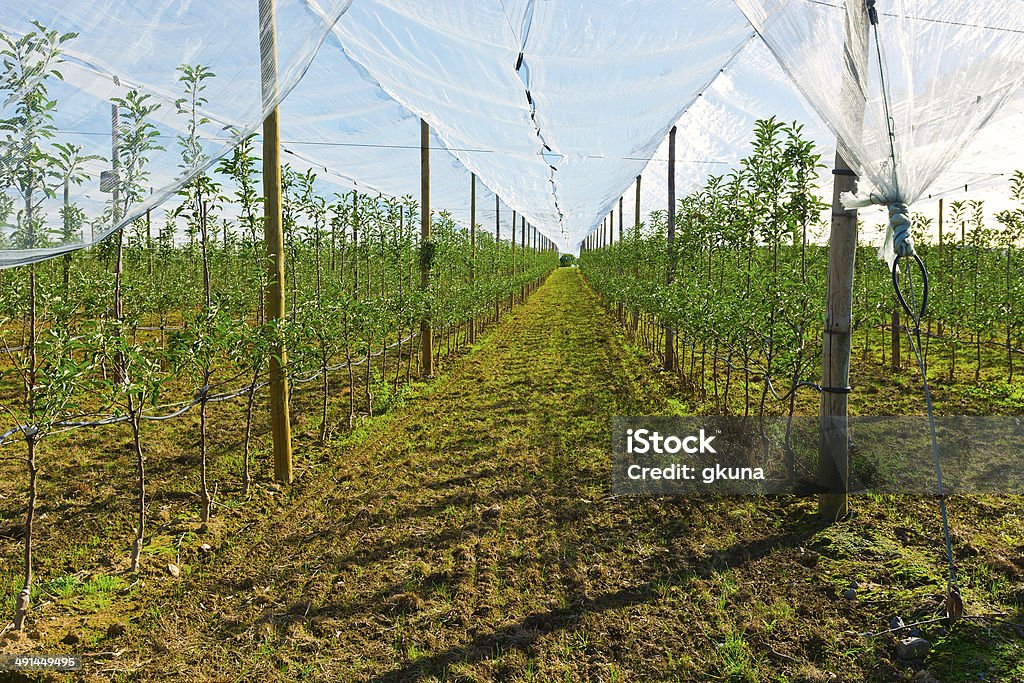 Greenhouse Young Apple Trees  Inside the Greenhouse in France Apple Tree Stock Photo