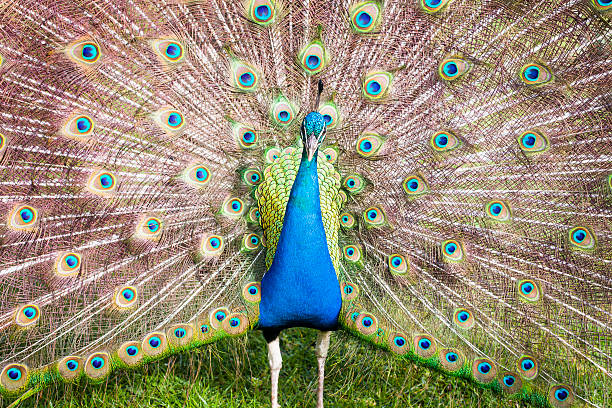 Peacock with tail feathers on show stock photo