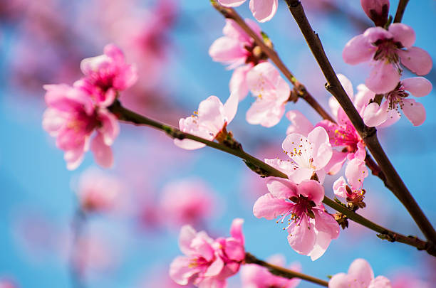 Cherry Blossoms - light pink sakura on blue sky close-up stock photo