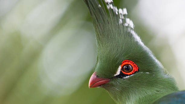istock Head shot of Schalow's Turaco (Tauraco schalowi) 491449787