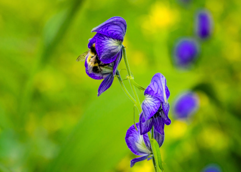 A bumblebee gathers pollen from the wildflower, Monkshood, in Anchorage, Alaska.