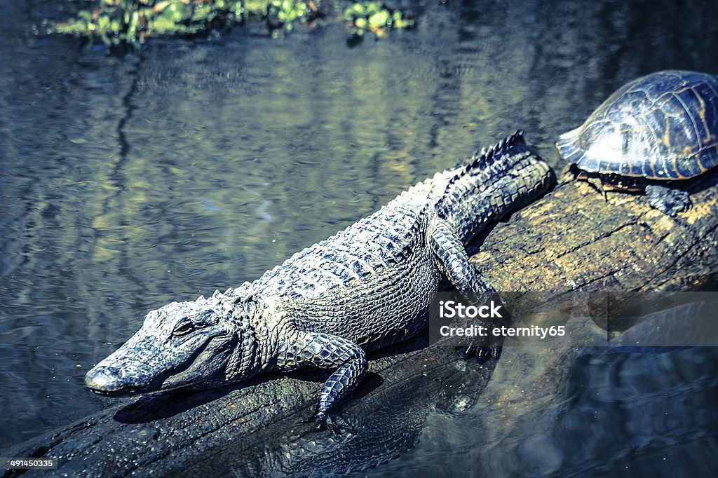 Mystety of swamps 10. Close-up shot of an alligator resting on a log in B&W. Alligator Stock Photo