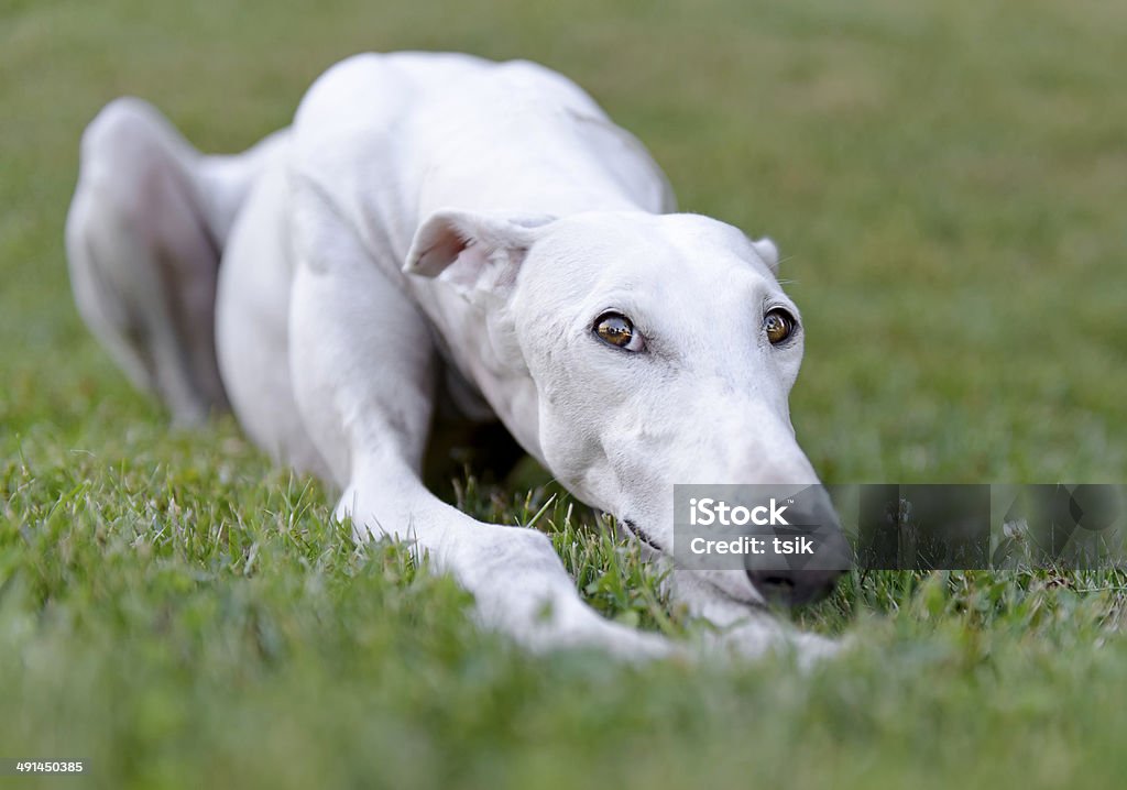 Female Spanish Galgo Dog Stock Photo - Download Image Now - Animal, Animal  Body Part, Animal Head - iStock