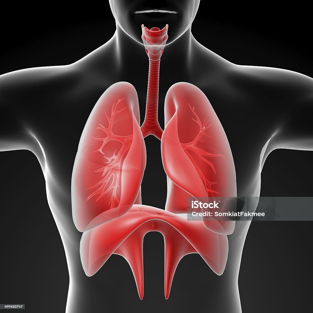 Human sistema respiratorio-Vista de frente - Foto de stock de Maquinaria libre de derechos