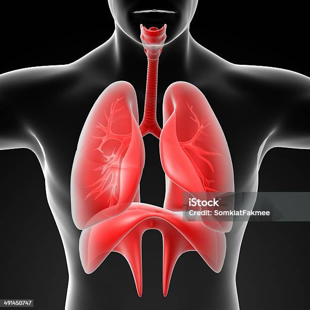 Human Sistema Respiratoriovista De Frente Foto de stock y más banco de imágenes de Maquinaria - Maquinaria, Abdomen, Abdomen humano