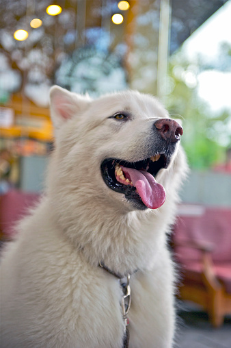 Close-Up image of an Alaskan Malamute 