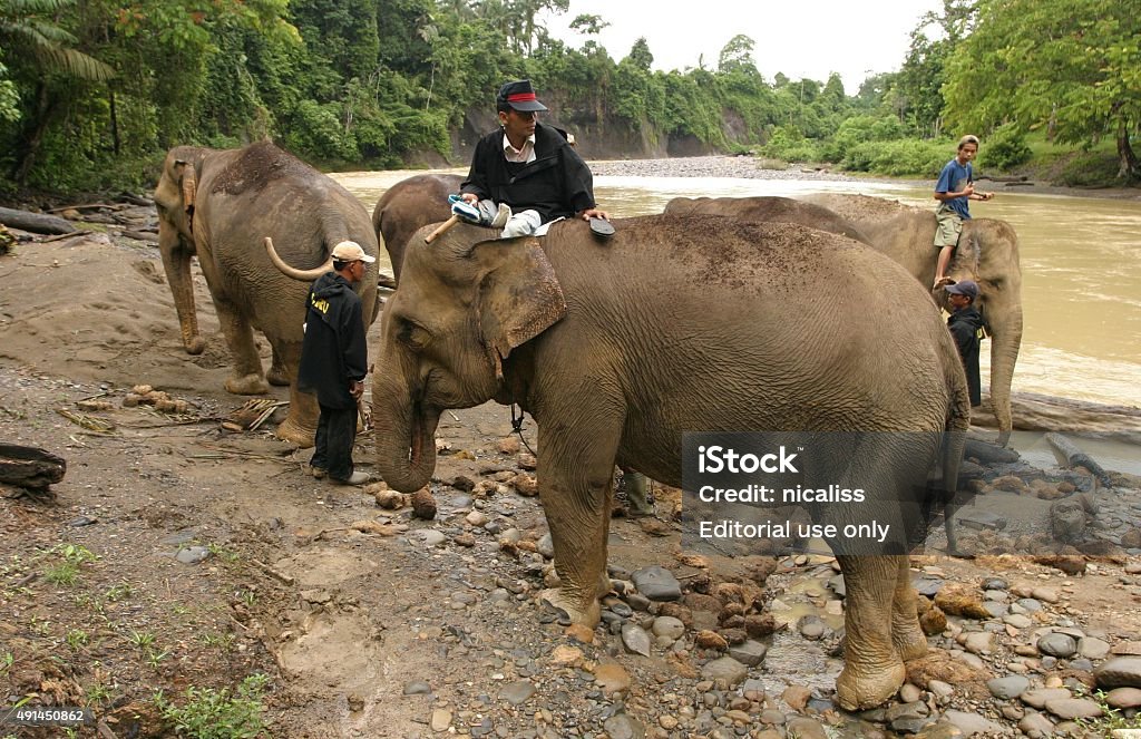 Asiatische Elefanten zu Fuß auf den Fluss für ein Bad - Lizenzfrei 2015 Stock-Foto