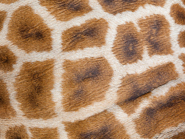 istock Genuine leather skin of giraffe 491450877