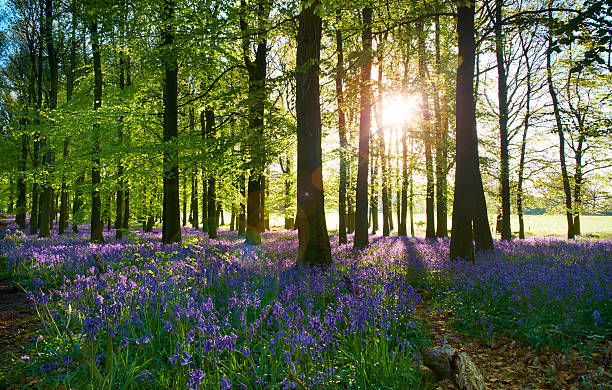 istock Bluebell Wood At Dawn 491450881