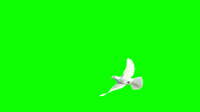 Dove Crossing Frame Over Chroma Key (Super Slow Motion)